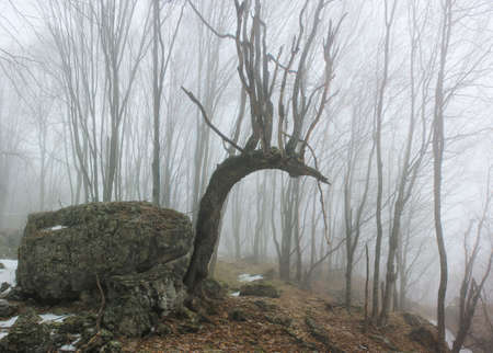 White fog in the winter forest.の写真素材