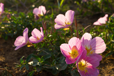 Beautiful bloom of four-winged evening primrose.の写真素材