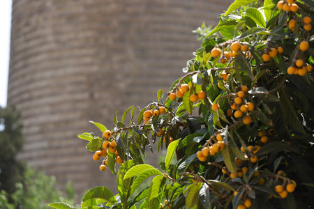 Ripe yellow medlar on a tree.の写真素材