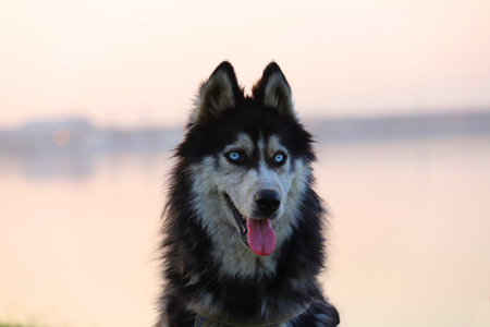 Beautiful dark husky dog on the lake.の写真素材