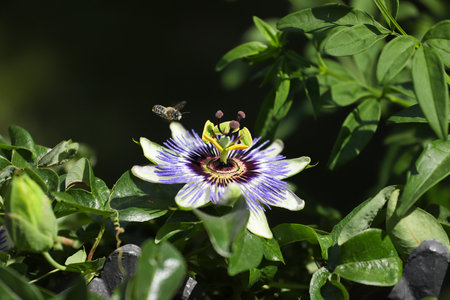 A bee collects nectar from a beautiful passion flower.