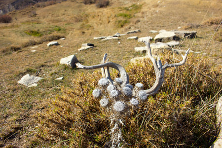 Beautiful dry thorns high in the mountains.の写真素材