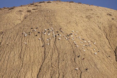 White domestic pigeons are sitting on the mountain.の写真素材