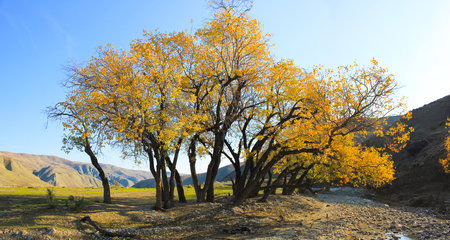 Beautiful yellow trees by the river. Khizi region. Azerbaijan.