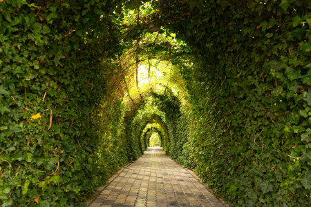 town. Ganja. Azerbaijan. 07.26.2021. Green corridor in Heydar Aliyev park in the center of the cityのeditorial素材