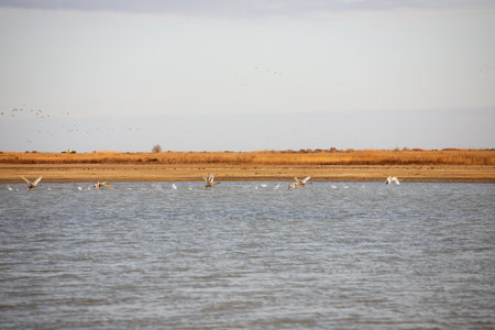 White swans take off from the water. Baku. Azerbaijan.
