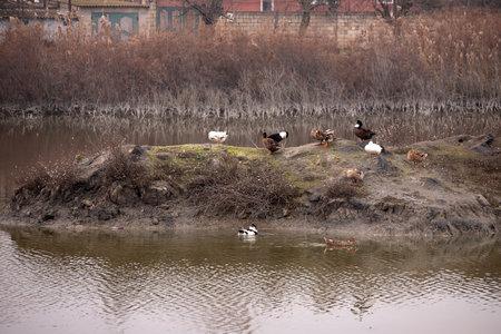 White geese are sitting on an island, the Kura river. The city of Neftekala. Azerbaijan.の写真素材