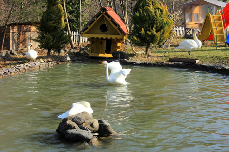 Relax hotel. Lerik. 01/01/2017. Azerbaijan. Beautiful swans are swimming in the pond.のeditorial素材