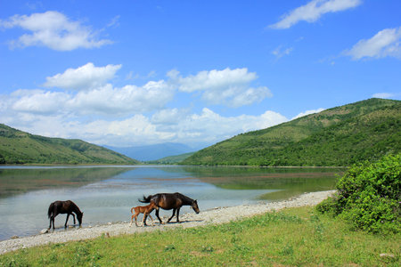 Horses graze on the shore of a beautiful lake.の写真素材