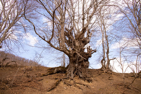 Old gnarled tree in the forest.