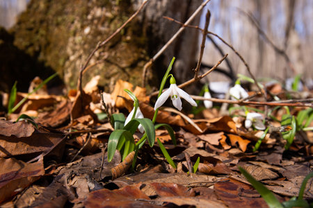 Beautiful snowdrops in the spring forest.
