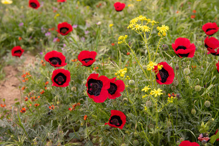 Beautiful poppies on the field. Azerbaijan.