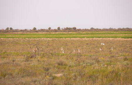 White wild herons in the bushes. Shirvan Reserve. Azerbaijan.の写真素材