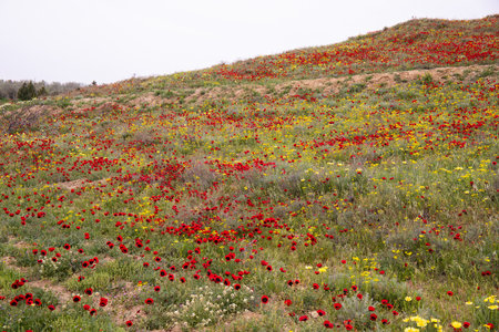 Beautiful poppy field in spring. Azerbaijan.の写真素材