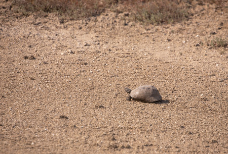 The turtle crawled out onto the sand and basked in the sun.の写真素材