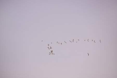 Beautiful birds in the sky line up in a triangle.の写真素材