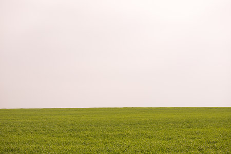 Clean, flat, wheaten green field.