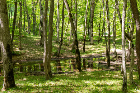 Beautiful green spring forest. Khizi. Azerbaijan.の写真素材