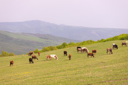 A herd of cows grazes in the green mountains.の写真素材