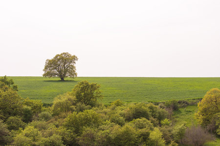 Green field with trees. Ismayilli region. Azerbaijan.の写真素材