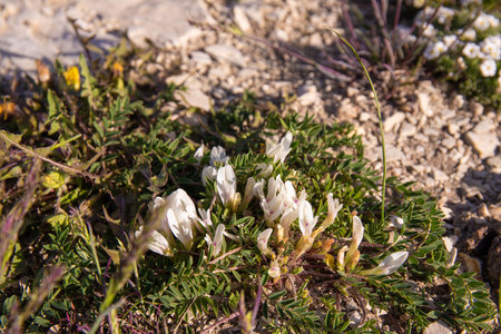The first spring flowers in the field.