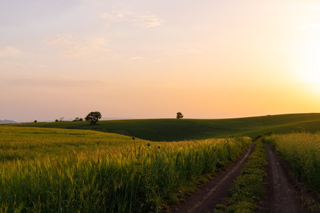 Green wheat field at sunset. Ivanovka. Azerbaijan.