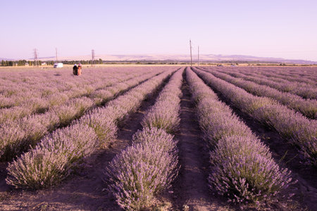 People walk in the rows of lavender at sunset. Gabala. Azerbaijan.の写真素材