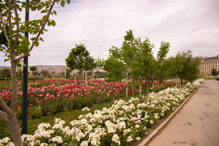 Roses on the new boulevard in Bailovo. Baku. Azerbaijan.の写真素材
