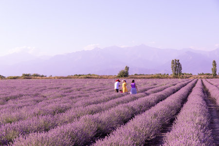 Gabala. Azerbaijan. 06.19.2021. People walk in the rows of lavender at sunset. Gabala. Azerbaijan.のeditorial素材
