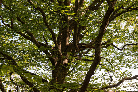 Beautiful crown of a tree with green leaves.の写真素材
