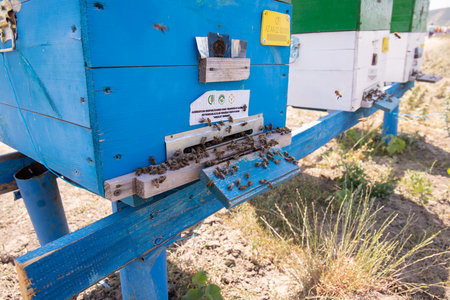 Gabala. Azerbaijan. 06.19.2021. The bees enter the hive. Inscription. The beehives of the village...