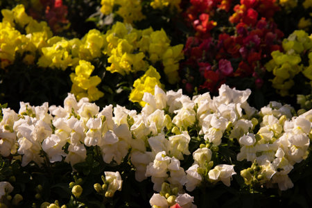 Different colors of Antirrinum flowers. Snapdragon. Baku. Azerbaijan.の写真素材