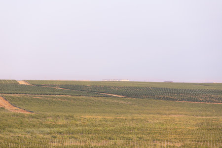 Masazir. Baku. Azerbaijan. 16/07/2021. Rows of planted grapes on a plantation.