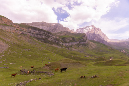 Herd of cows in beautiful mountains. Kusar region. Azerbaijan.の写真素材