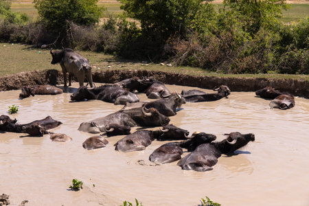 A herd of black buffalo lie in the water.