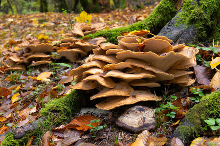 Beautiful mushrooms grown on a tree in the autumn forest.
