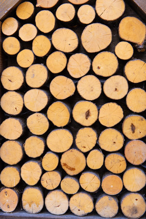 Exactly sawn and beautifully laid tree branches.の写真素材