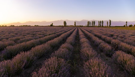 Large lavender field at sunset. Gabala. Azerbaijan.の写真素材