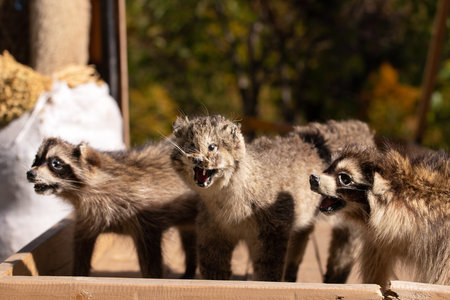 Stuffed three raccoons for sale in the village. Lahich. Azerbaijan.の写真素材