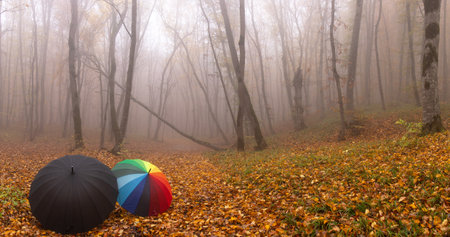 Colored and black umbrella in the autumn forest.の写真素材