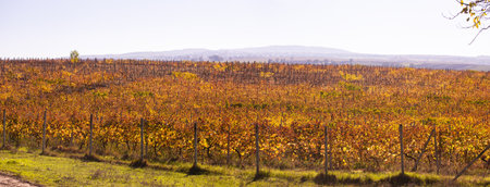 Large yellow grape field in autumn. Azerbaijan.の写真素材