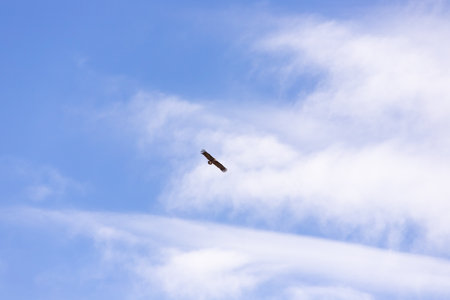 A beautiful eagle flies in the blue sky. Azerbaijan.の写真素材