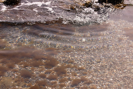 Brown algae in the Caspian Sea near the shore.