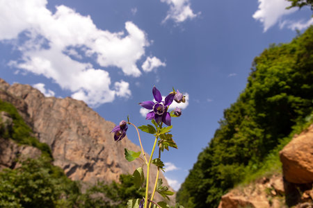 Beautiful purple flower against blue sky in a beautiful gorge. Guba region. Azerbaijan.の写真素材