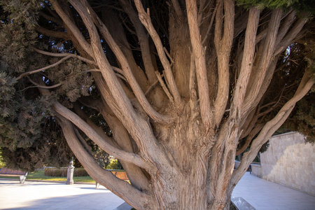 The mighty trunk and branches of a cypress bush.