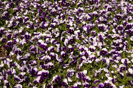 Violet Vittrok's violets planted in a row.