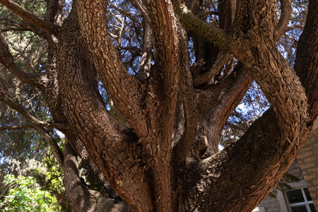 The mighty trunk and branches of a cypress bush.の写真素材