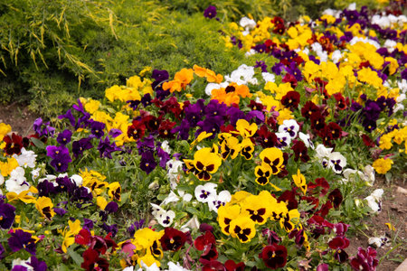 Beautiful flowering of different colors of Viola wittrockiana.の写真素材