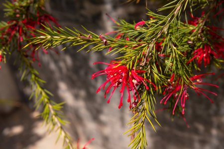 Beautiful flowering of Grevillea juniper.の写真素材