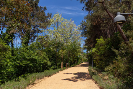 Istanbul. Turkiye. 05.12.2025. Beautiful forest park with paths for people. Derbent Park.のeditorial素材
